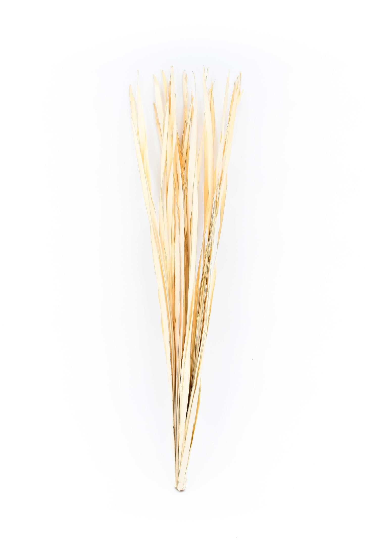 Set di 2 Mazzi di Rami in Rattan per Vasi da Terra – 8 Bastoncini per Mazzo